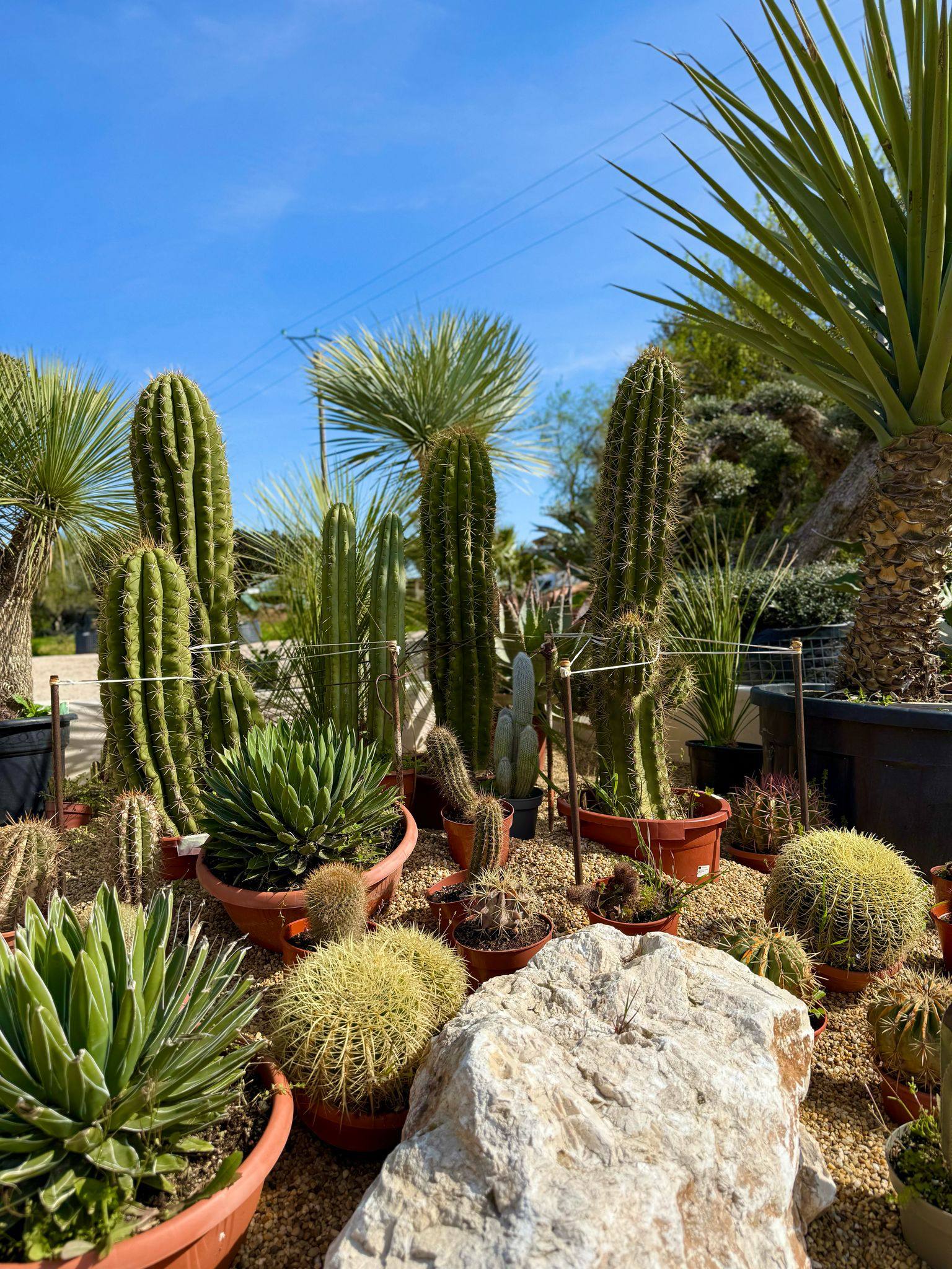 Cactus